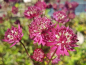 Preview: Astrantia major Claret - Sterndolde Claret